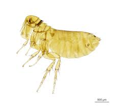 Rat Flea (Nosopsyllus fasciatus)